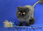 Fabian - Persian Cat For Sale - Yucca Valley, CA, US