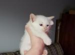 Flame point - Siamese Kitten For Sale - IL, US