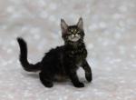 Harley - Maine Coon Cat For Sale - Boston, MA, US