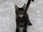 Buddy - Maine Coon Kitten For Sale - Boston, MA, US