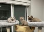 Coco - Ragdoll Cat For Sale - Saratoga Springs, UT, US