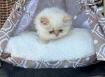 Cream - Persian Cat For Adoption - Allen, TX, US