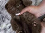 Dorothy sweet chocolate color scottish fold baby - Scottish Fold Cat For Sale - CA, US