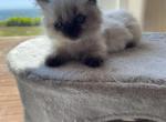 LITTLE HONEY BUNNY - Munchkin Kitten For Sale - Brookings, OR, US