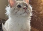 Zeo - Maine Coon Cat For Sale - Marco Island, FL, US