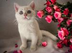 Lali - Brazilian Shorthair Cat For Sale - Fairfax, VA, US