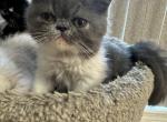 Dash exotic - Exotic Cat For Sale - Charlotte, NC, US