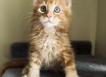 Cactus - Maine Coon Cat For Sale - Marco Island, FL, US