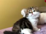 Brown tabby bicolor - Scottish Fold Cat For Sale - Plymouth, MA, US