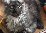 Boris - Maine Coon Cat For Sale - Marco Island, FL, US