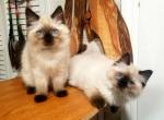 Ginger Bred Boys - Ragdoll Cat For Sale - Winchester, VA, US