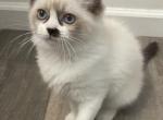Mia - Ragdoll Kitten For Sale - Ocala, FL, US