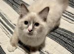 Buster - Ragdoll Cat For Sale - Ocala, FL, US