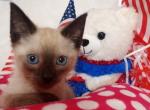 Pepie - Siamese Cat For Sale - MD, US