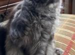 Babette - Maine Coon Cat For Sale - Marco Island, FL, US