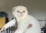 Gold point lady - Scottish Fold Cat For Sale - Nashville, TN, US