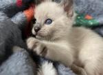 Gemini twins - Siamese Kitten For Sale - Philadelphia, PA, US