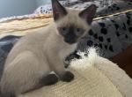 LiLi litter Siamese - Siamese Cat For Sale - Attleboro, MA, US