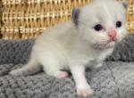 Alice - Ragdoll Kitten For Sale - Ocala, FL, US
