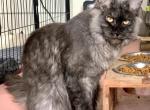 Litter B - Maine Coon Cat For Sale - Jonestown, PA, US