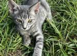 Lark - American Shorthair Cat For Sale - Columbus, GA, US