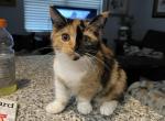 Callie - Munchkin Kitten For Sale - West Palm Beach, FL, US