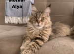 Litter C - Maine Coon Cat For Sale - Jonestown, PA, US