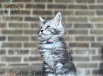 Miss pretty - Maine Coon Cat For Sale - Fate, TX, US