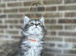 Jane - Maine Coon Cat For Sale - Fate, TX, US