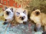 Teenage Himalayans - Himalayan Cat For Sale - Duvall, WA, US