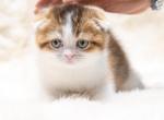 Lucy Calico - Scottish Fold Cat For Sale - Sunnyvale, CA, US