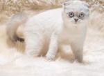 Chloe scottish fold female - Scottish Fold Cat For Sale - Sunnyvale, CA, US