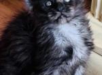 Ferrari - Maine Coon Cat For Sale - Marco Island, FL, US