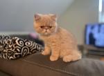 Austin - Exotic Kitten For Sale - Cross Plains, TN, US