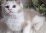 Seal Bicolor Tortie Female - Ragdoll Kitten For Sale - Minerva, OH, US