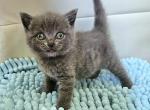 Blue - British Shorthair Cat For Sale - New York, NY, US