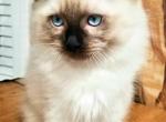 Sapphire Jack or Little Boy Blue - Ragdoll Cat For Sale - Winchester, VA, US