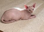 Maui Boy - Sphynx Cat For Sale - Hemet, CA, US