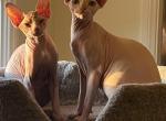 Male Sphynx Kittens - Sphynx Cat For Sale - Hemet, CA, US