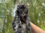 Milo - Maine Coon Cat For Sale - Hollywood, FL, US