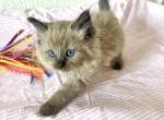 Ragdoll Female - Ragdoll Cat For Sale - Phoenix, AZ, US