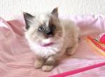 Pink Female - Ragdoll Cat For Sale - Phoenix, AZ, US