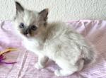 Ragdoll Tortie Female - Ragdoll Cat For Sale - Phoenix, AZ, US