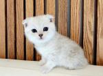 Scottish fold silver chinchilla - Scottish Fold Cat For Sale - Lincoln, NE, US