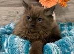 Ragdoll Babies - Ragdoll Cat For Sale - 