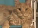 Liverpool - Maine Coon Cat For Sale/Retired Breeding - Marco Island, FL, US