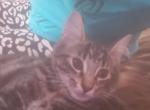 Tommy - Domestic Cat For Adoption - Highland Park, NJ, US