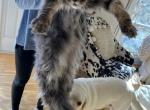 Blk smoke tabby - Maine Coon Cat For Sale - 