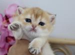 Chubby golden shaded British Shorthair female - British Shorthair Cat For Sale - Spokane, WA, US