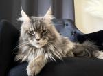 Extremely Large Red Tabby - Maine Coon Cat For Sale - 